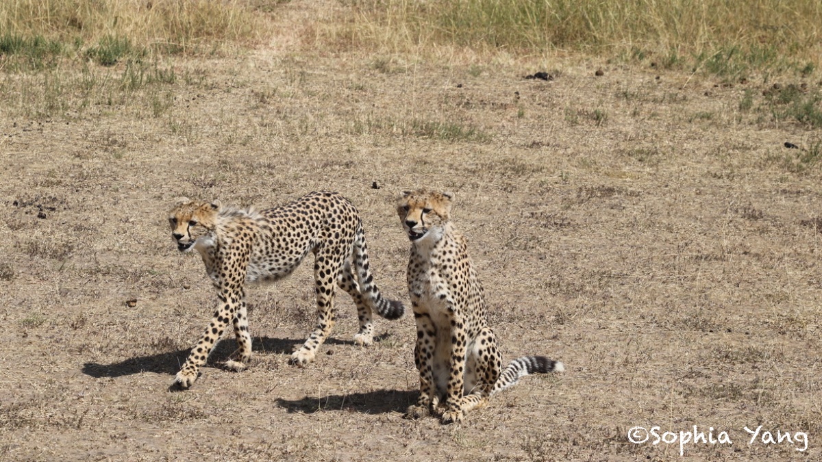 肯亞｜獅子獵豹近在咫尺，非洲大草原美得讓人想掉淚