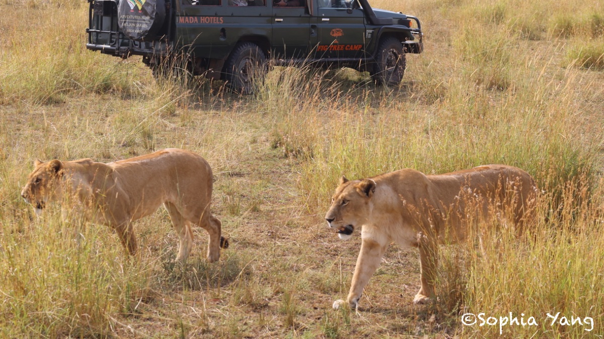 肯亞｜獅子獵豹近在咫尺，非洲大草原美得讓人想掉淚