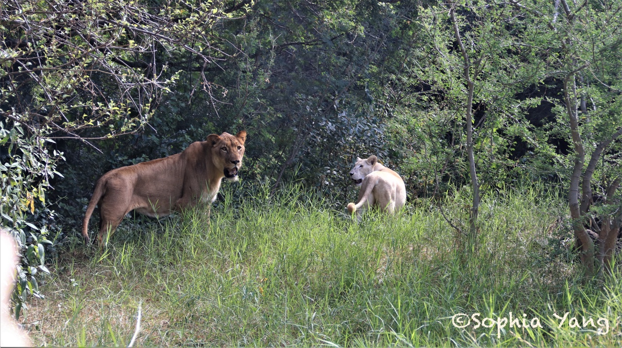 模里西斯｜森林裡與獅同行，還能拍獅子屁屁你敢嗎？