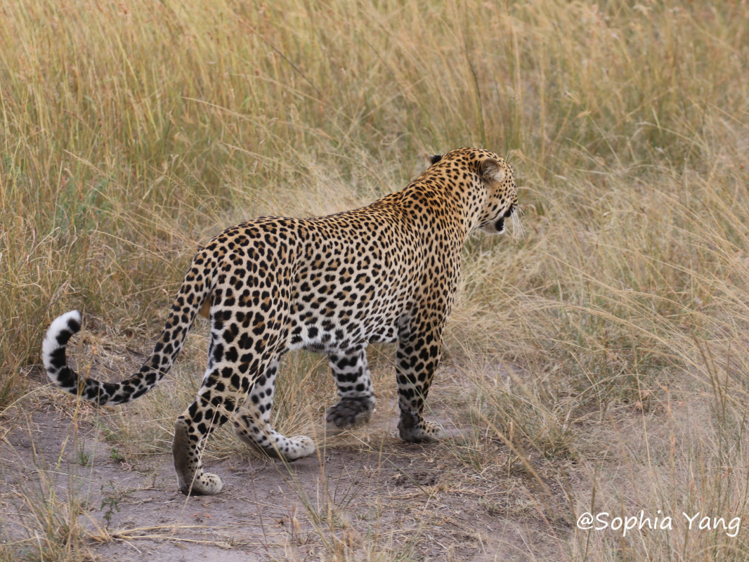 肯亞有花豹和獵豹，花豹並不容易見到，要極其幸運才有機會還上牠。