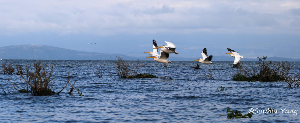 肯亞｜奈瓦夏湖，休息站卻有最空靈的美景