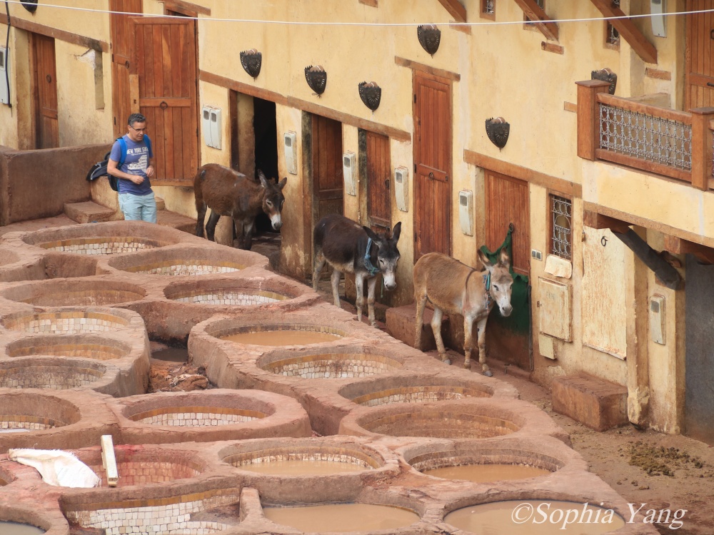 摩洛哥│費斯(Fѐs)│全球最大迷宮、最臭城市，卻也擁有無比魅力的古城