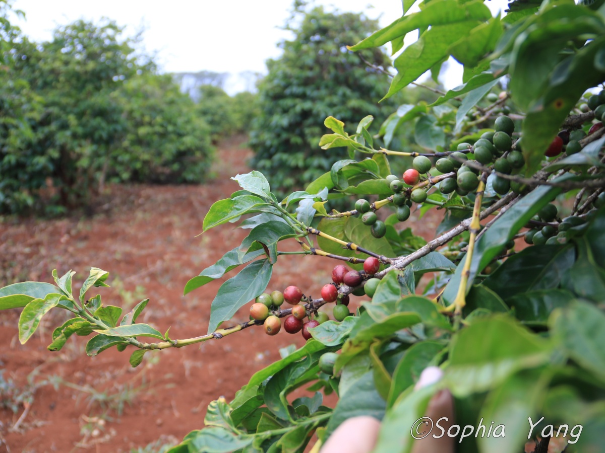 肯亞｜咖啡豆竟然在貨架上一掃而空，紀念品也超好買
