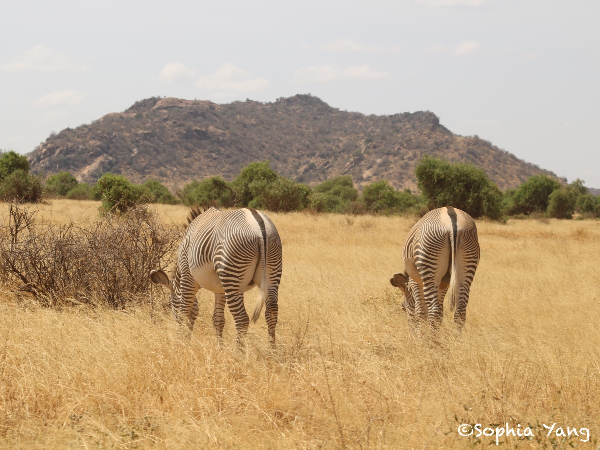 肯亞｜山布魯(Samburu)國家保護區，看大象用鼻子鑿洞吸水好不忍