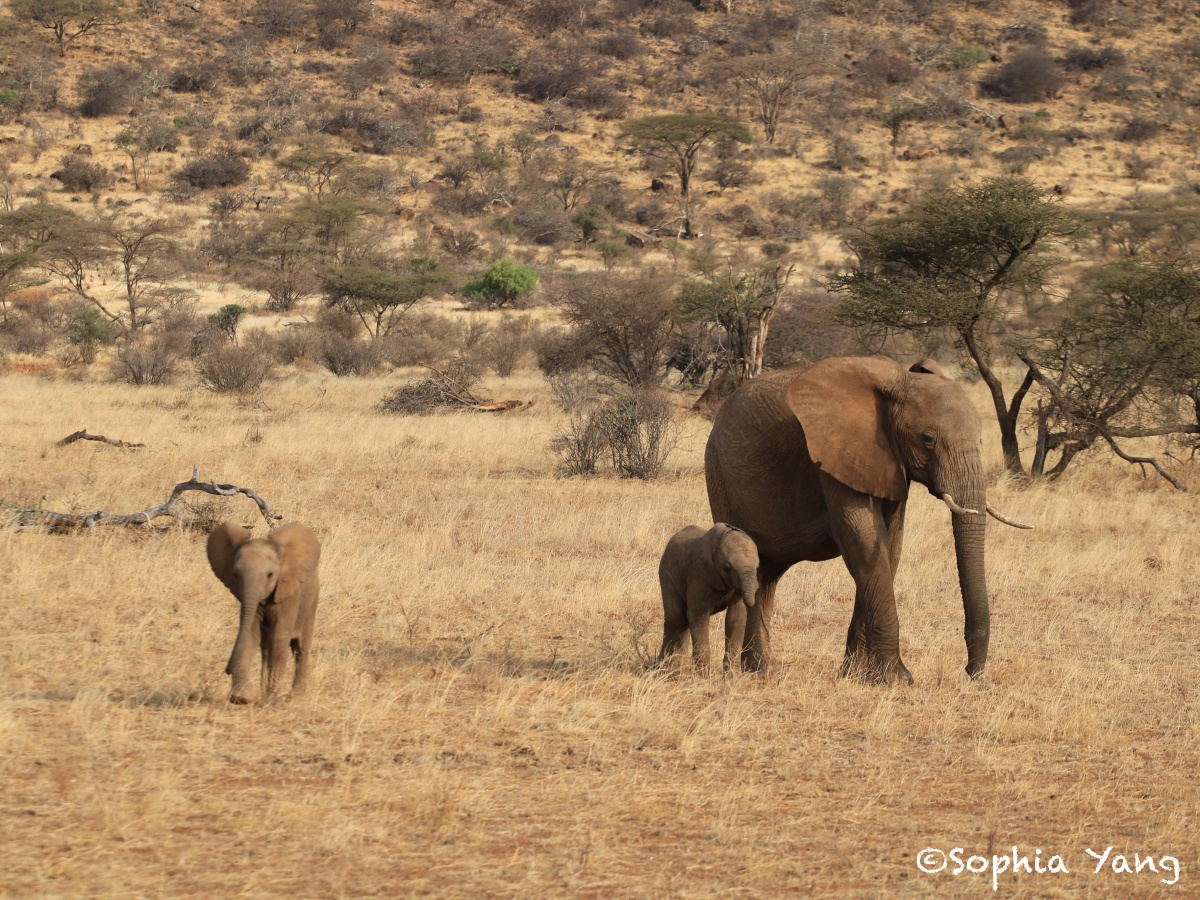 肯亞｜山布魯(Samburu)國家保護區，看大象用鼻子鑿洞吸水好不忍