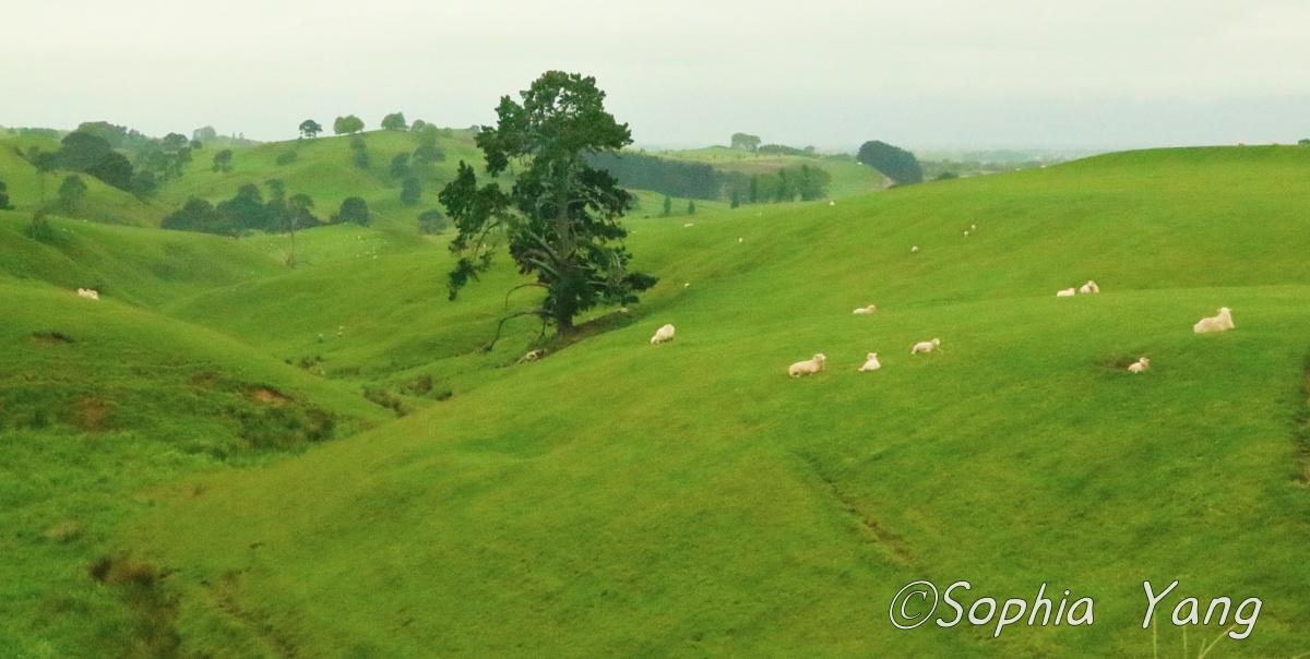 牧場範圍極廣，哈比屯場景只占了一小部分，因此需要遊園車接駁，一路望去都是綠意盎然的草原及綿羊。