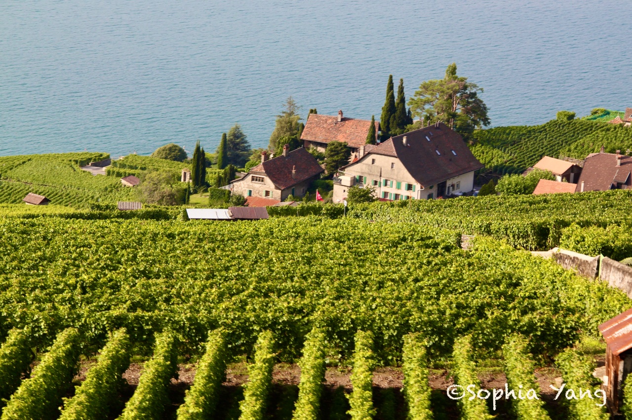 瑞士｜日內瓦湖區世界遺產，有三個太陽照耀的拉沃Lavaux葡萄園