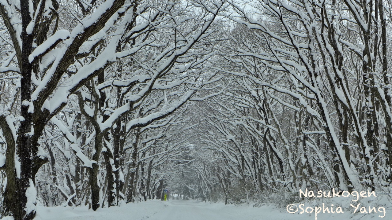 日本｜栃木｜冬季穿越長長的雪隧道，進入那須高原林間秘境Hotel Blancvert