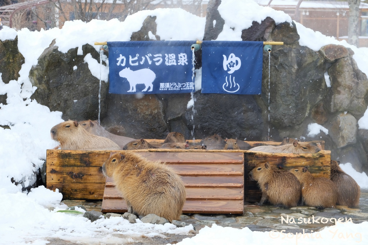 日本｜栃木｜那須溫泉鄉親子遊，看水豚雪地泡湯好療癒