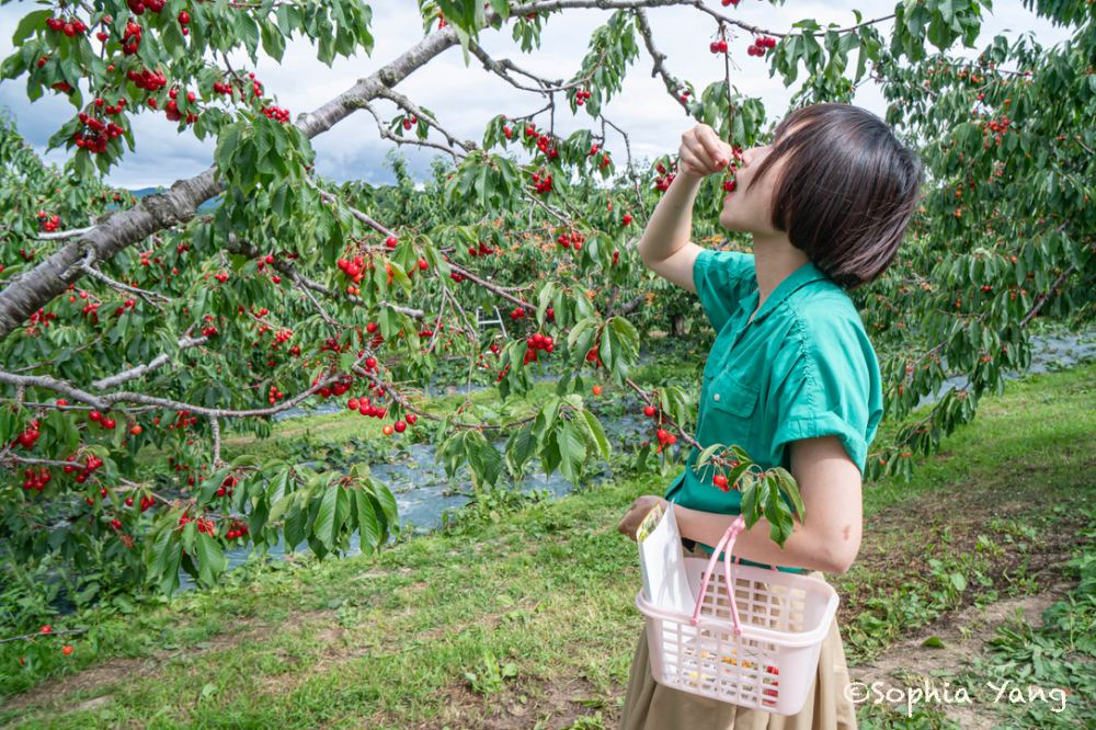 日本｜夏天到北海道除了賞花，台幣300元櫻桃吃到飽的體驗絕不能錯過！