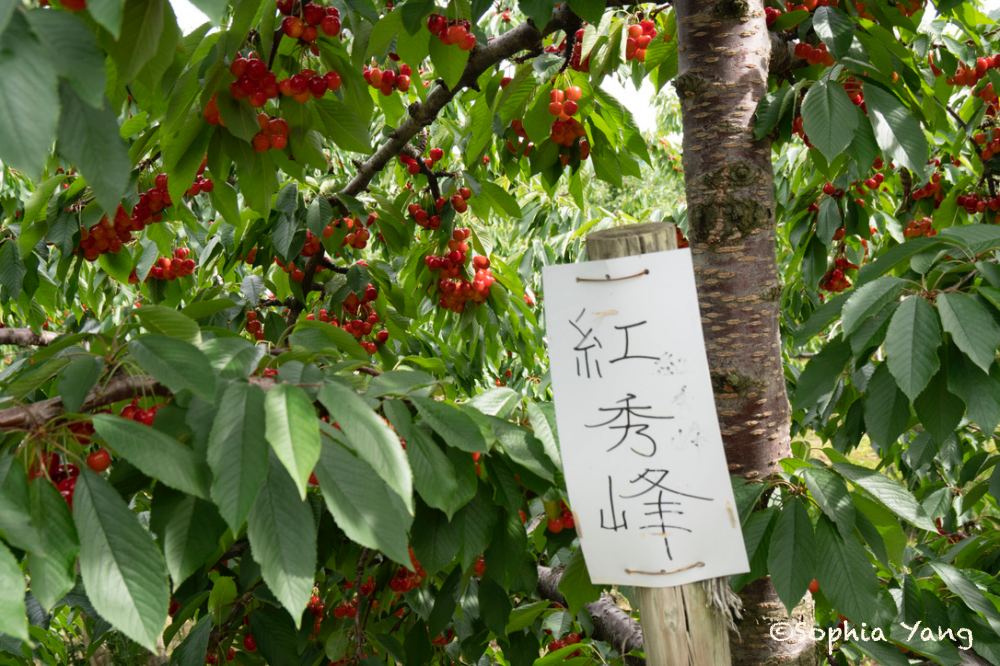 日本｜夏天到北海道除了賞花，台幣300元櫻桃吃到飽的體驗絕不能錯過！